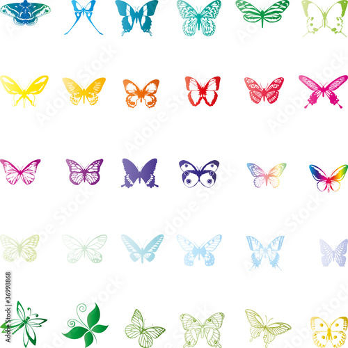 Schmetterlinge, butterflies, Insekten, insects