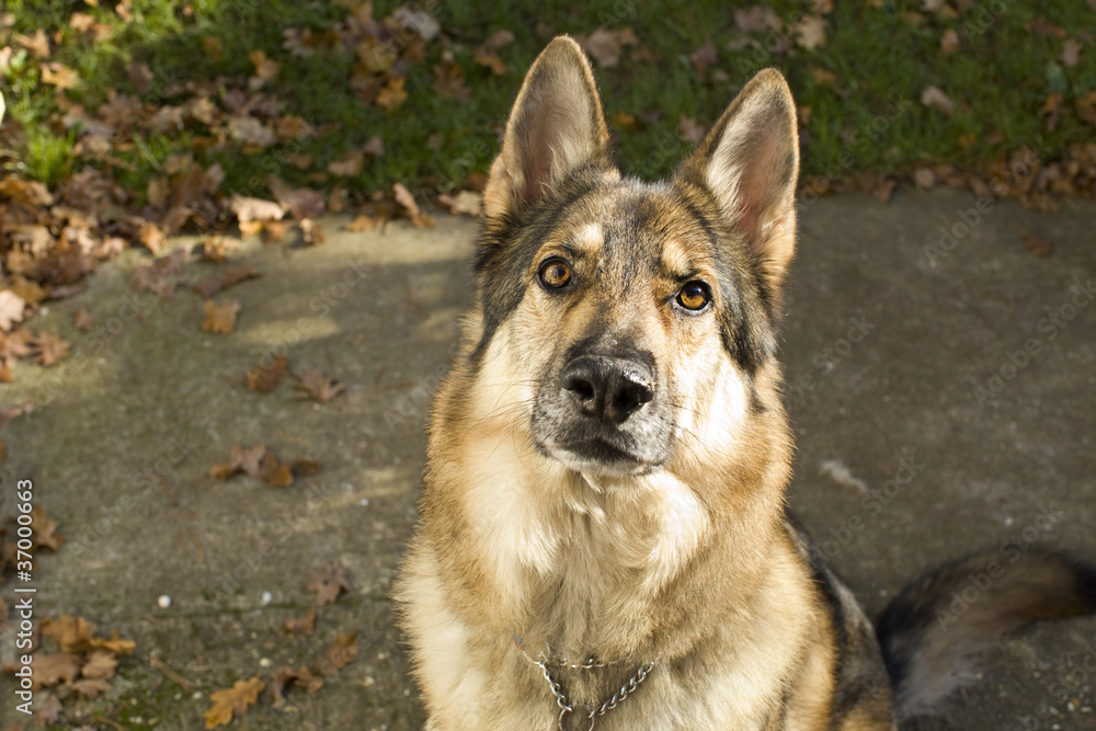 Fototapeta premium German Shepherd Dog sat looking at camera