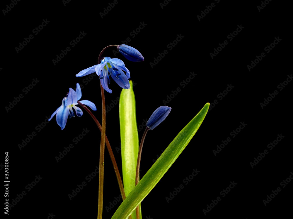 Siberian squill or Scilla siberica