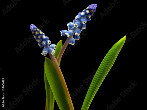 Grape muscari hyacinth flower