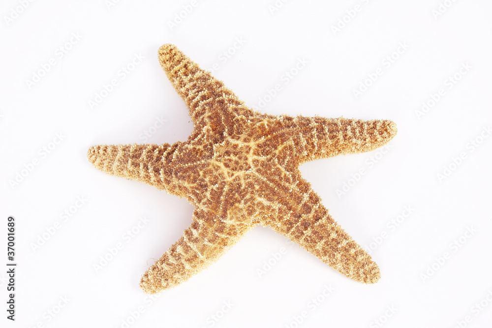 Sea star isolated Sea star isolated