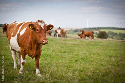 Cow grazing on a lovely green pasture © lightpoet
