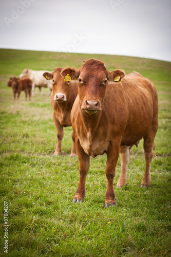 Cow grazing on a lovely green pasture