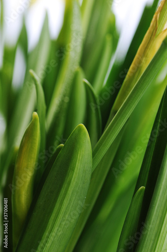 yellow daffodil buds