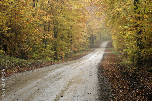 Gravel road in a colourful autumn beech forest