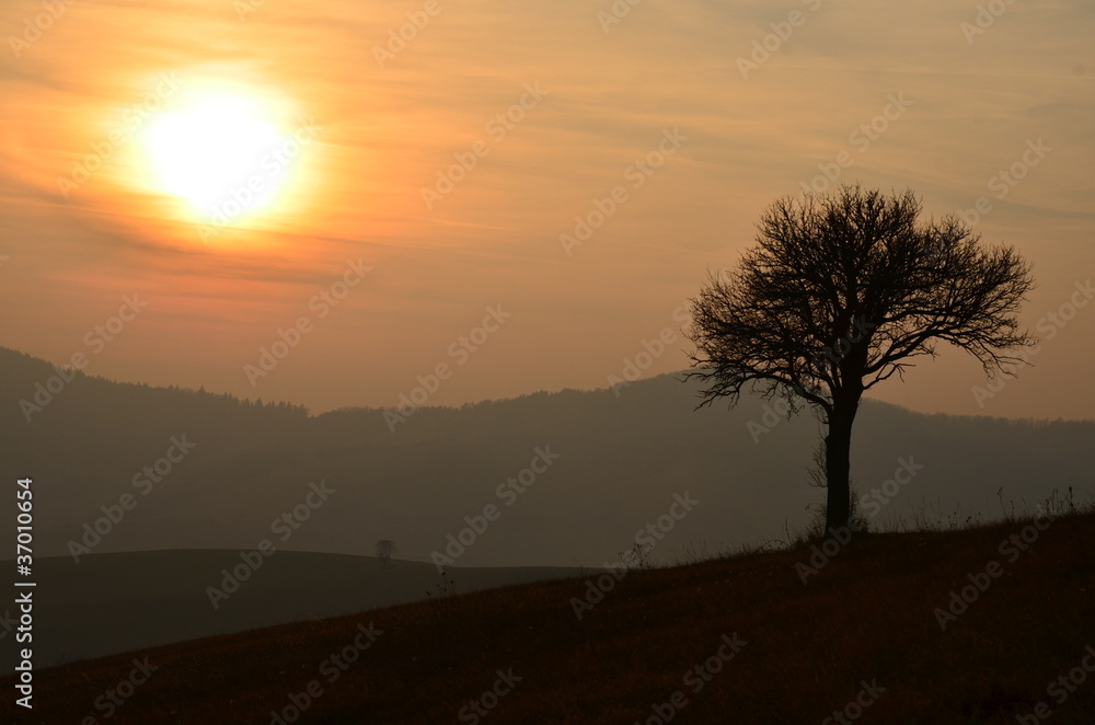 Landscape image with tree silhouette at sunset.