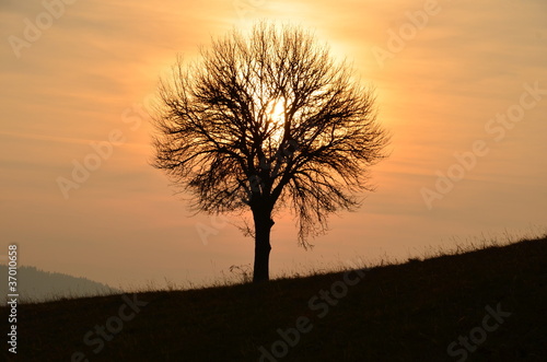 Landscape image with tree silhouette at sunset.