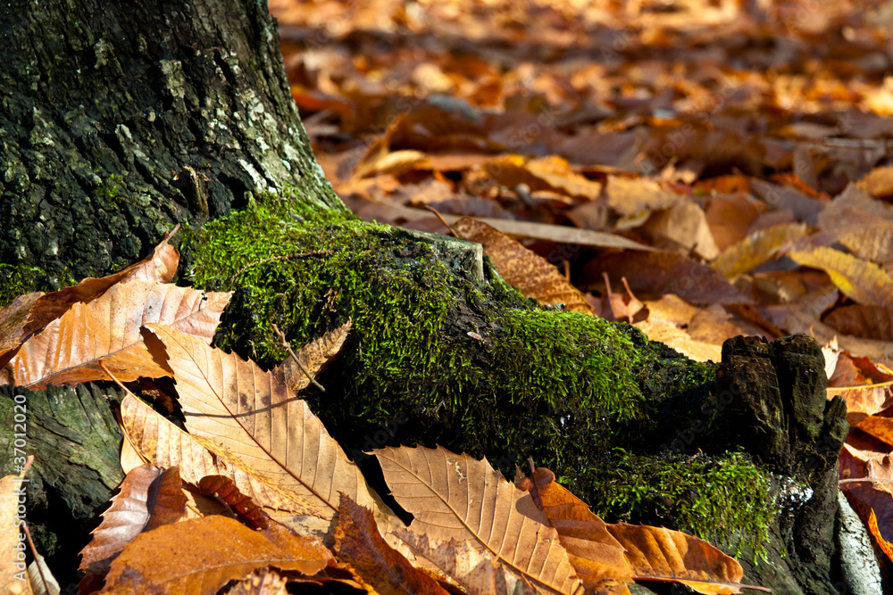 autumn autumn