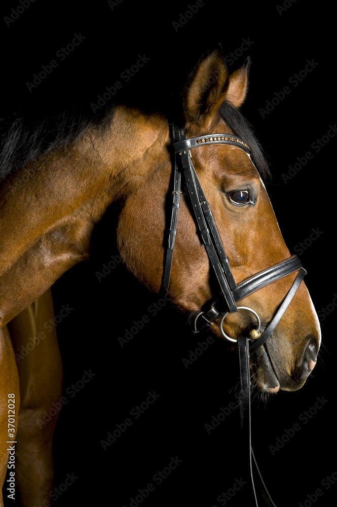 Fototapeta premium Pferd