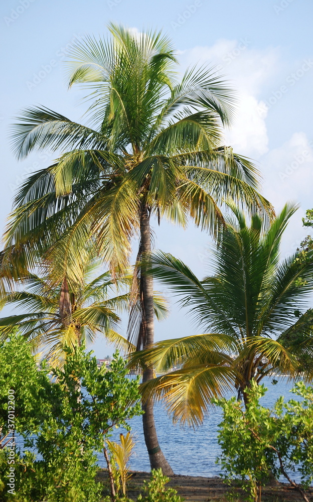 custom made wallpaper toronto digitalcocotero