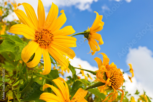 Fototapeta Naklejka Na Ścianę i Meble -  Mexican sunflower weed