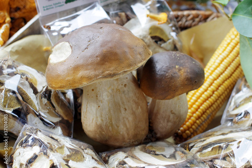 Porcini - Boletus Edilis