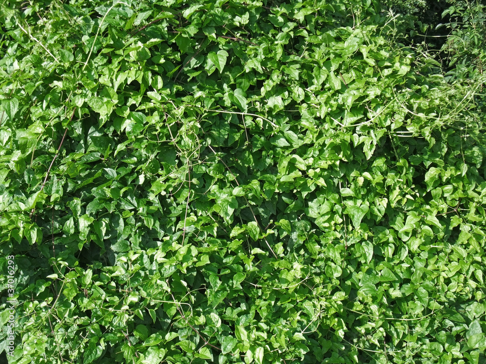 sunny illuminated green vegetation sunny illuminated green vegetation