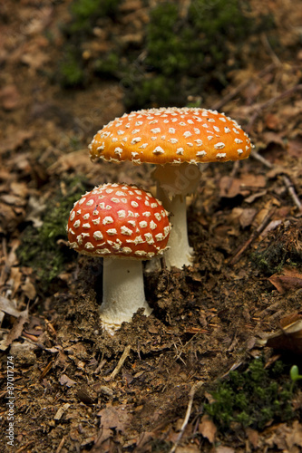 Two Fly Agaric mushrooms