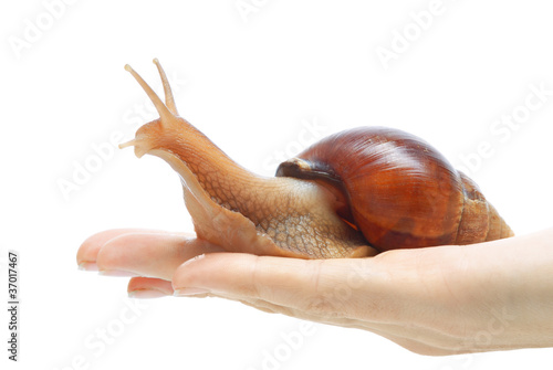 Giant African snail Achatina on a white background