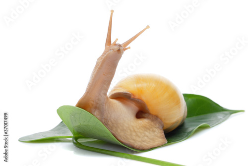 Giant African snail Achatina on a white background