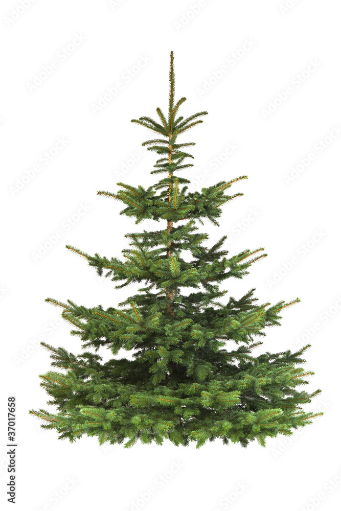Obraz premium Tannenbaum