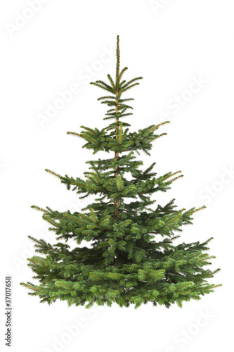 Tannenbaum