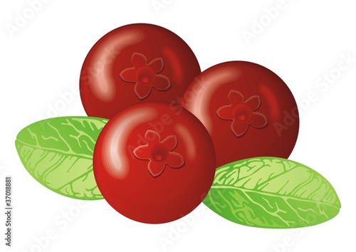 Cowberry vector