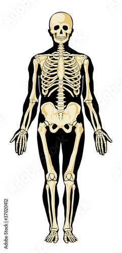 Human skeleton in separate layers. Vector illustration.