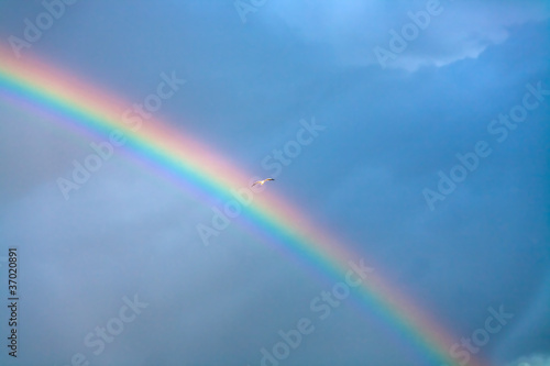 rainbow and seagull in deep blue cloudy sky