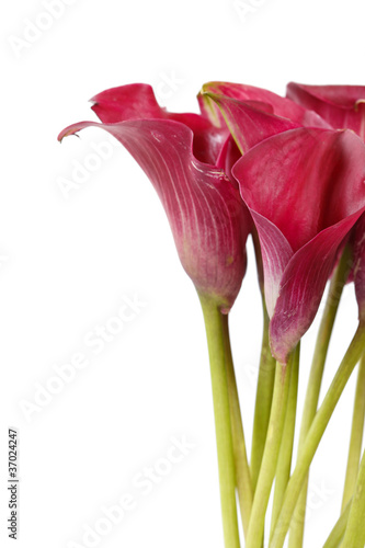 Fototapeta Naklejka Na Ścianę i Meble -  beautiful flowers