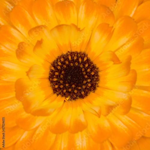 Macro close up yellow flower