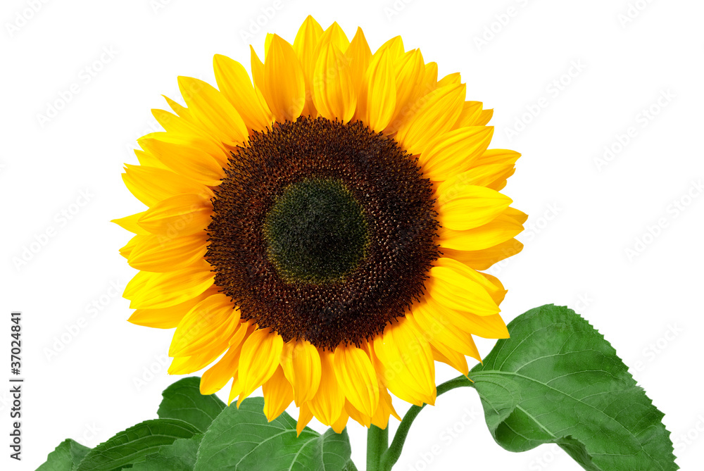 sunflower isolated on white background sunflower isolated on white background