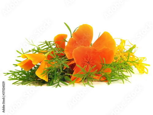 Eschscholzia californica flower