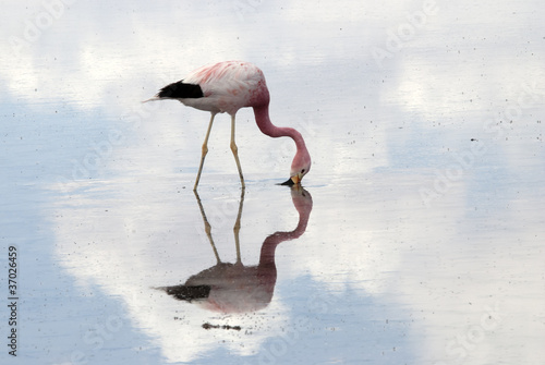 Flamingo, Atacama Desert