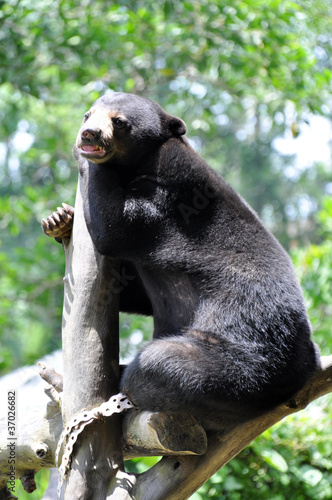 Fototapeta Naklejka Na Ścianę i Meble -  image of black bear rest at zoo