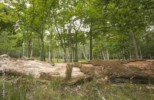 Fallen log in birch forest