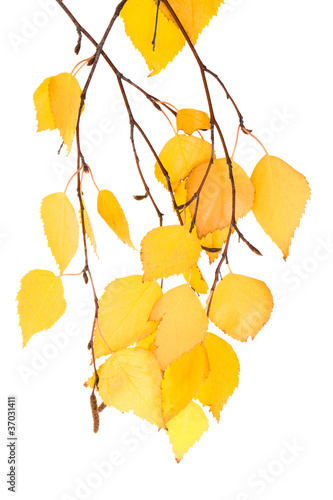 leaf birches (isolated)
