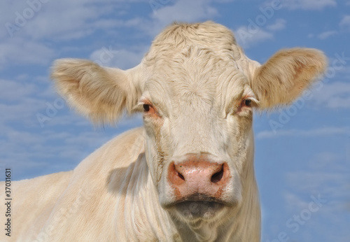tête de vache vue de face