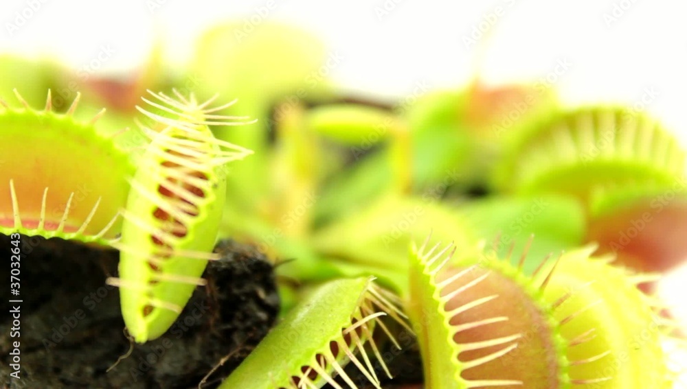 Venus flytrap (Dionaea muscipula), carnivorous plant Venus flytrap (Dionaea muscipula), carnivorous plant