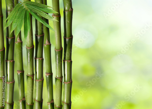 Fototapeta Naklejka Na Ścianę i Meble -  Young, green bamboo in the background boke