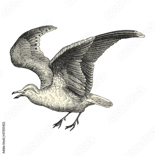 Mouette