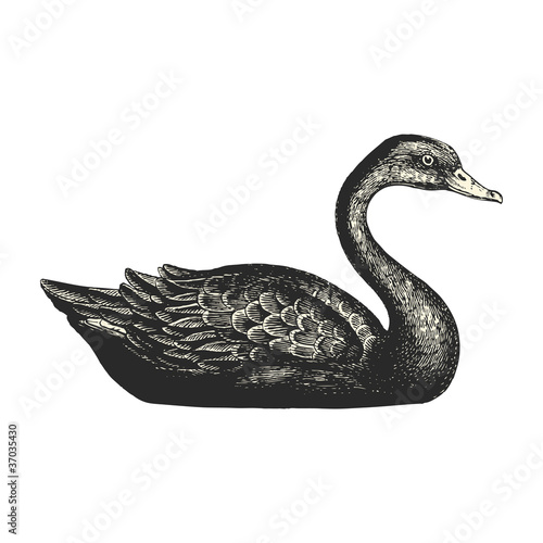 Cygne noir