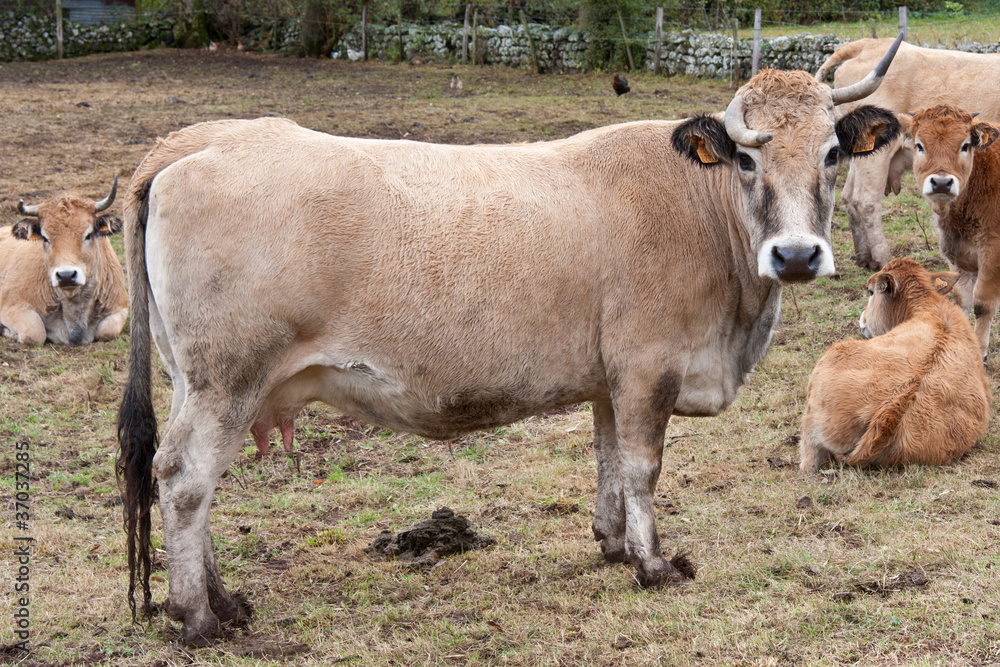 vache laitière