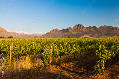 Vineyard in the hills of South Africa