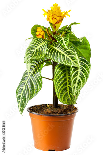 Blossoming plant of aphelandra in flowerpot isolated on white photo