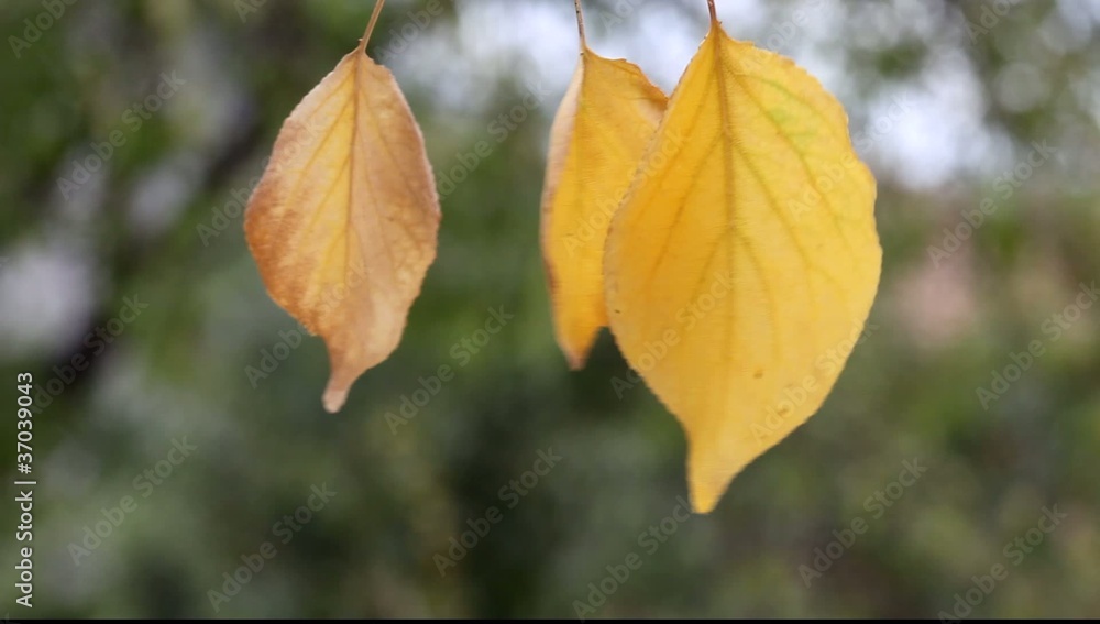 autumn autumn