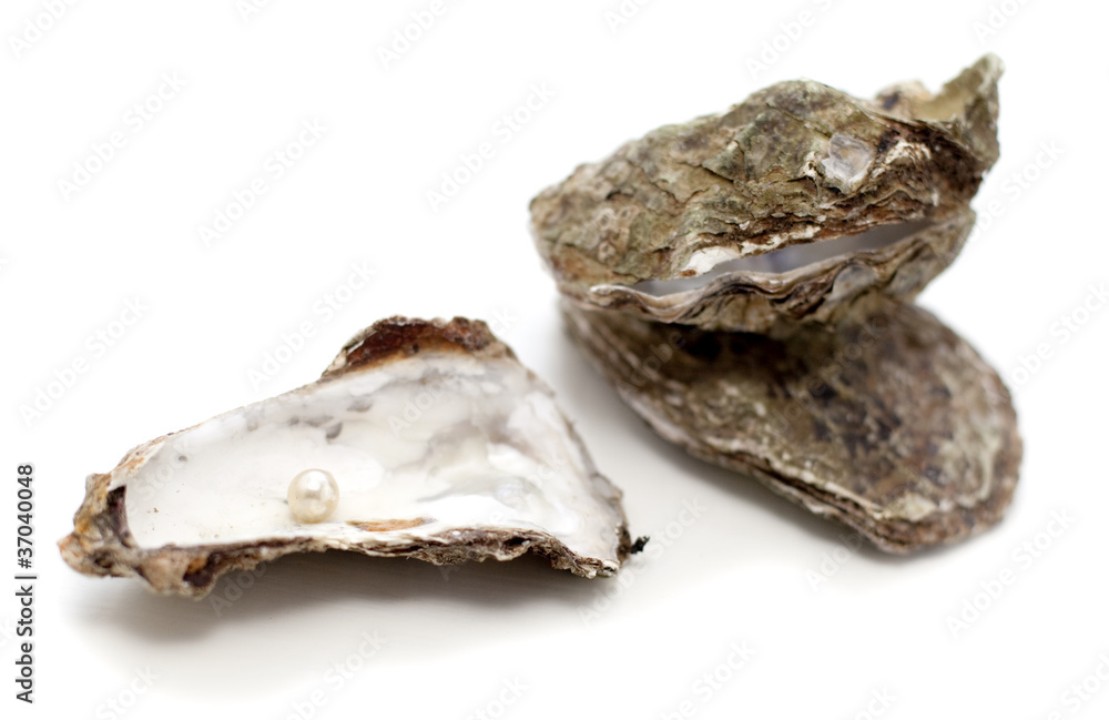 jolie coquille d'huitres jolie coquille d'huitres