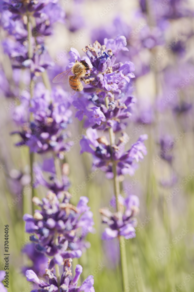 Bee and Lavender Bee and Lavender