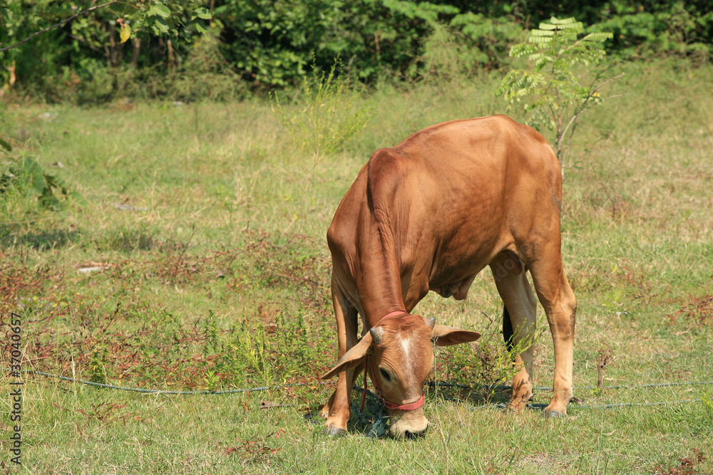 brown cow eating grass on the field brown cow eating grass on the field
