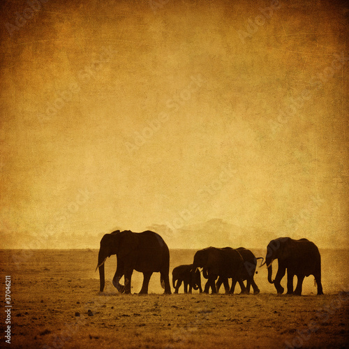 Canvas Print elephant's family