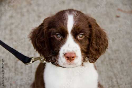 Photography Close Up View of English Springer Spaniel Puppy