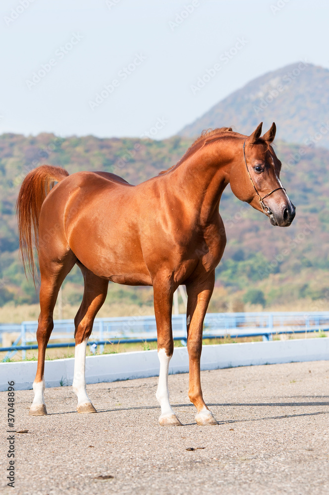 exterior of chestnut arabian horse stallion exterior of chestnut arabian horse stallion
