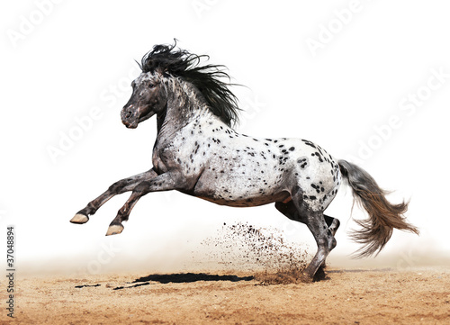 Appaloosa horse play in summer