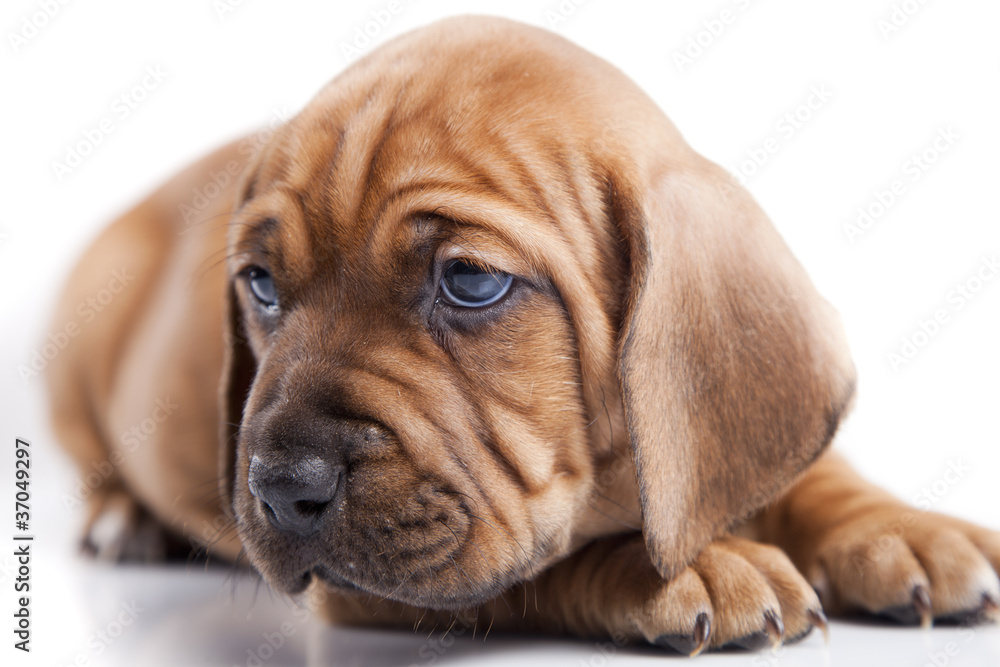 Single young dog isolated on white background Single young dog isolated on white background